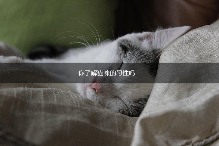你了解猫咪的习性吗,第1张