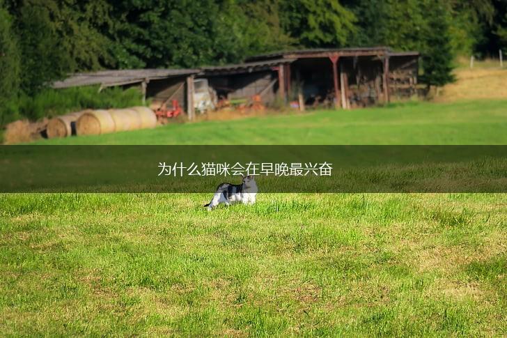 为什么猫咪会在早晚最兴奋,第1张