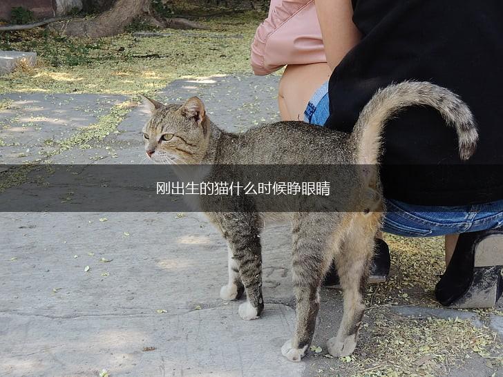刚出生的猫什么时候睁眼睛,第1张
