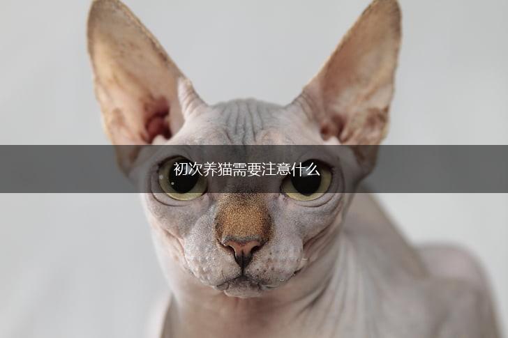 初次养猫需要注意什么,第1张