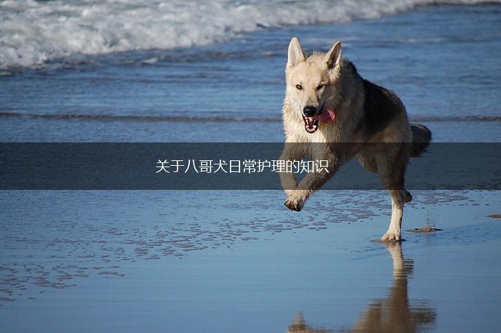 关于八哥犬日常护理的知识,第1张
