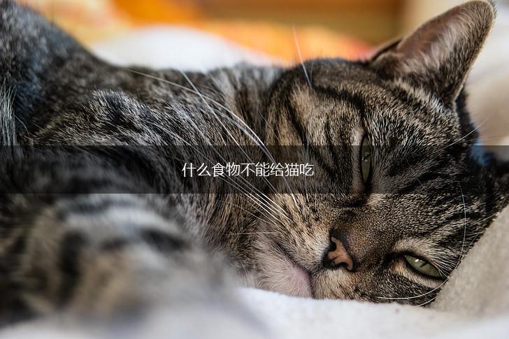 什么食物不能给猫吃,第1张