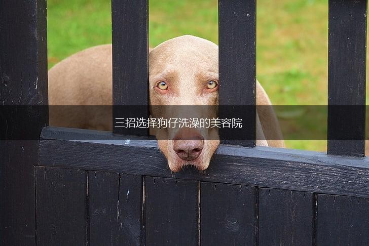 三招选择狗仔洗澡的美容院,第1张