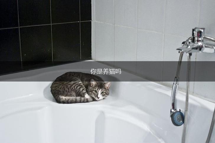 你是养猫吗,第1张