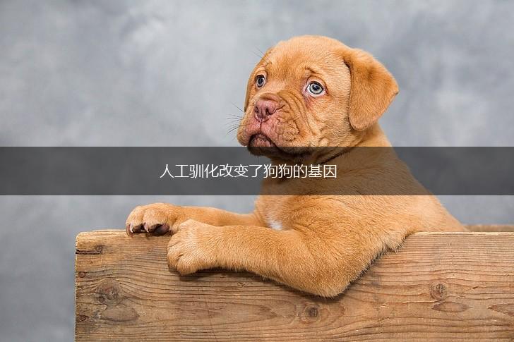 人工驯化改变了狗狗的基因,第1张