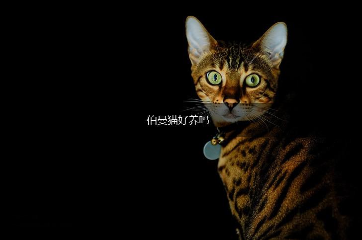 伯曼猫好养吗,第1张