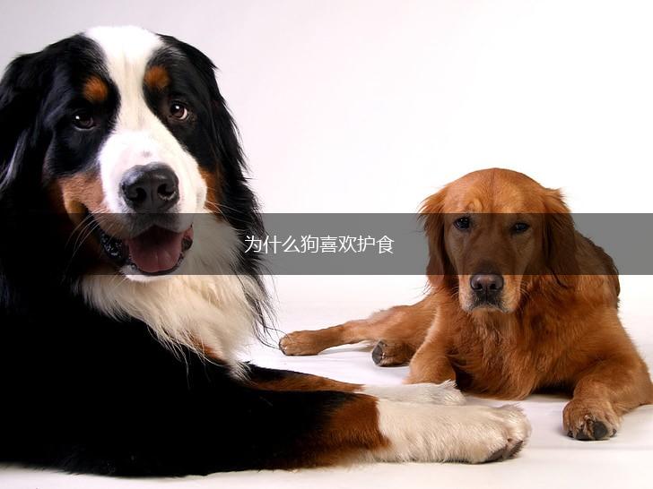 为什么狗喜欢护食,第1张