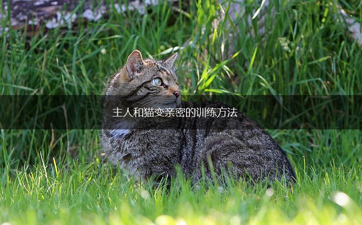 主人和猫变亲密的训练方法,第1张