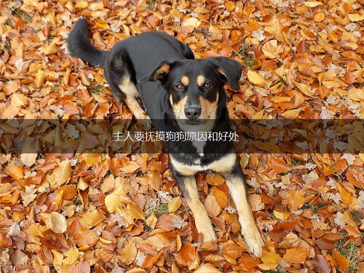主人要抚摸狗狗原因和好处,第1张