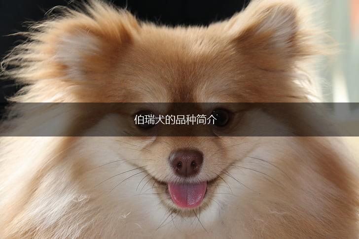 伯瑞犬的品种简介,第1张
