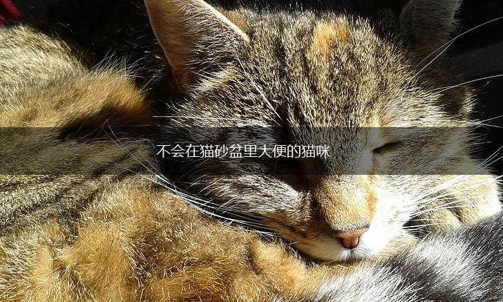 不会在猫砂盆里大便的猫咪,第1张