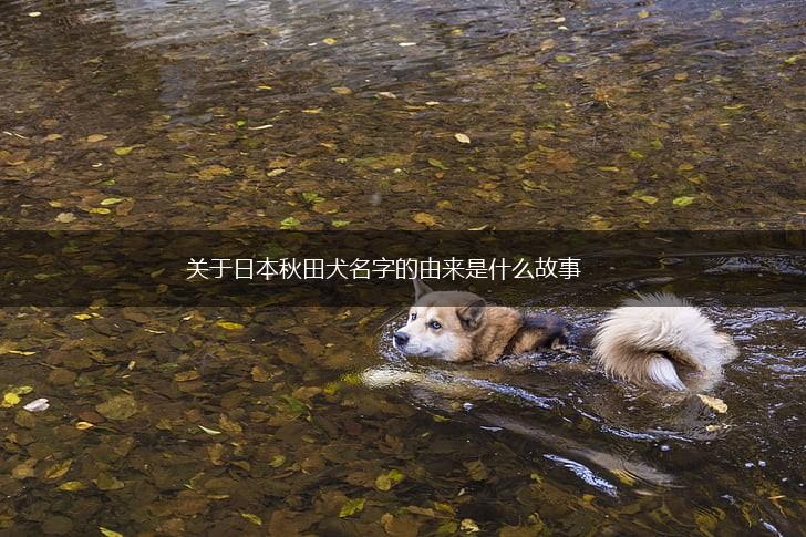 关于日本秋田犬名字的由来是什么故事,第1张
