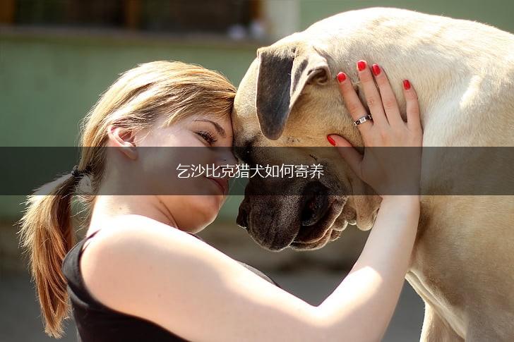 乞沙比克猎犬如何寄养,第1张