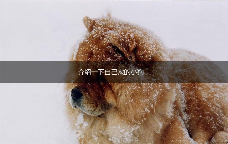 介绍一下自己家的小狗,第1张