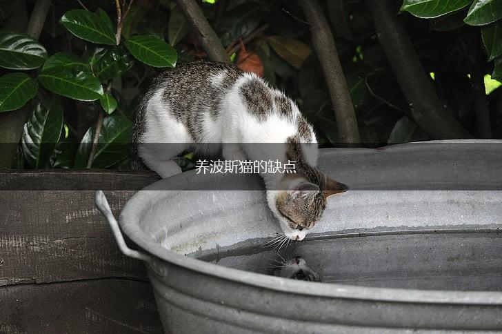 养波斯猫的缺点,第1张