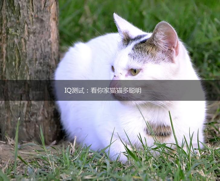 IQ测试：看你家猫猫多聪明,第1张