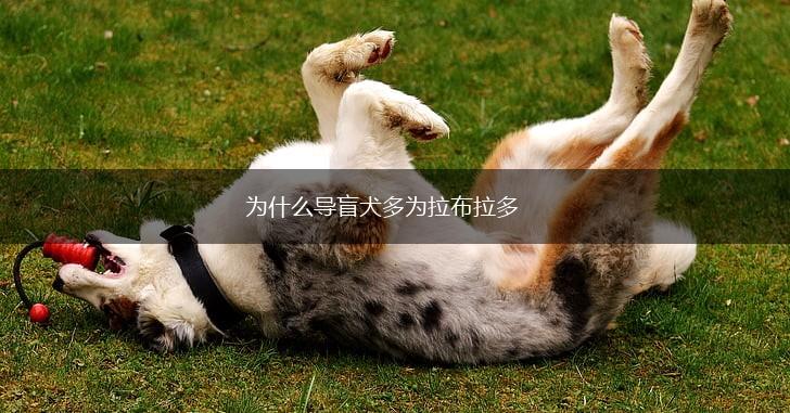 为什么导盲犬多为拉布拉多,第1张