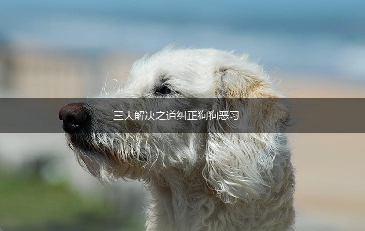 三大解决之道纠正狗狗恶习,第1张