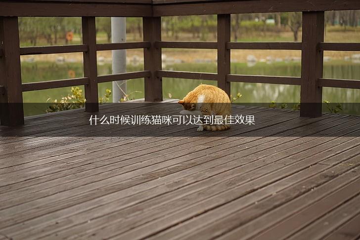 什么时候训练猫咪可以达到最佳效果,第1张