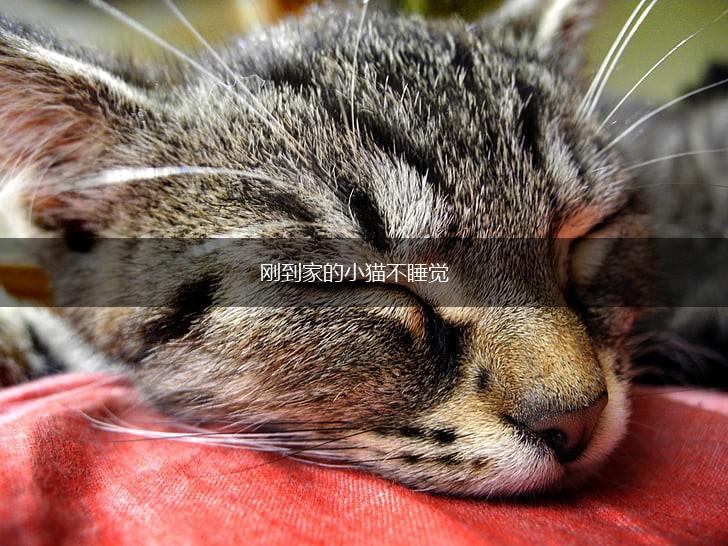 刚到家的小猫不睡觉,第1张