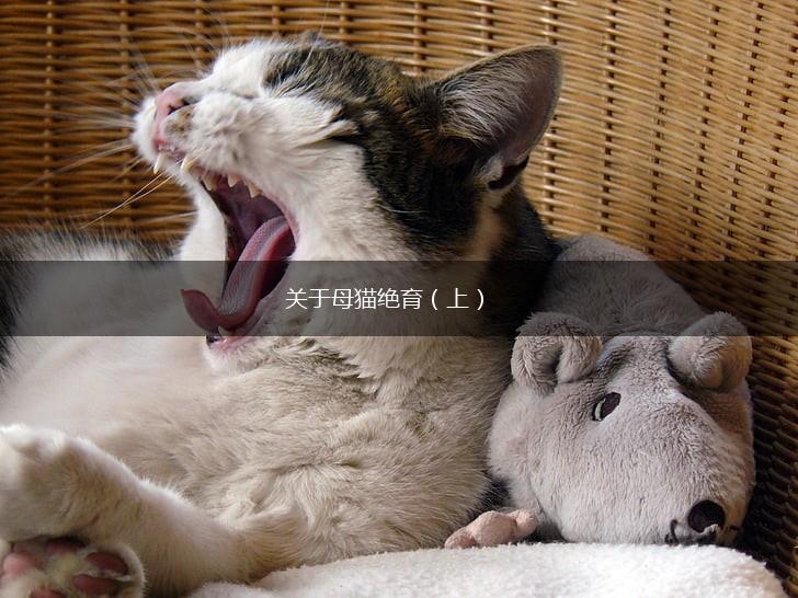 关于母猫绝育（上）,第1张