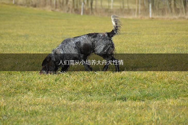 人们需从小培养大丹犬性情,第1张