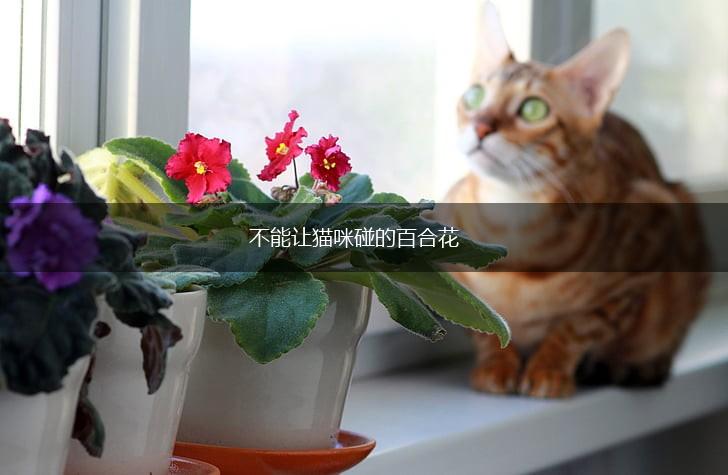 不能让猫咪碰的百合花,第1张