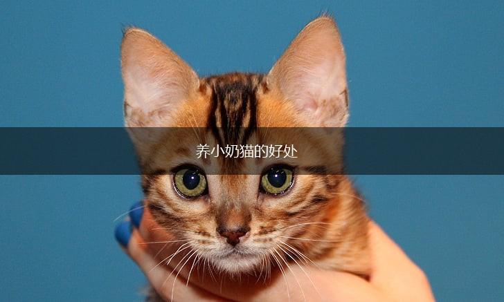 养小奶猫的好处,第1张