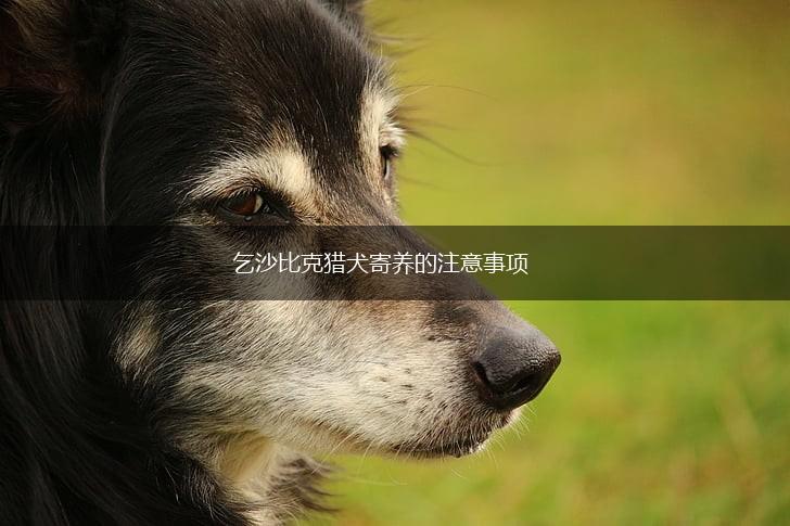 乞沙比克猎犬寄养的注意事项,第1张