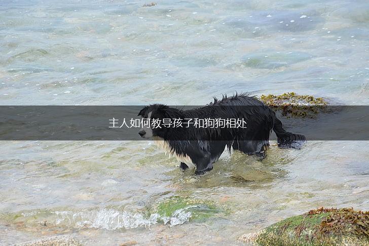 主人如何教导孩子和狗狗相处,第1张