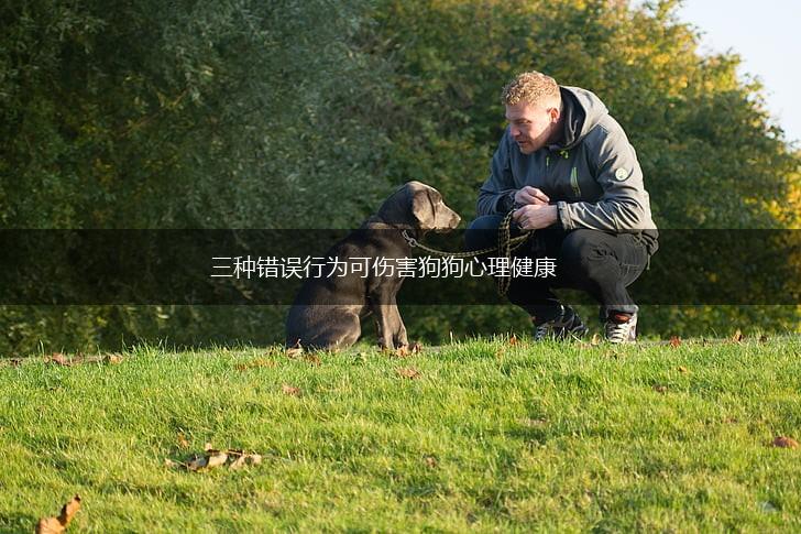 三种错误行为可伤害狗狗心理健康,第1张