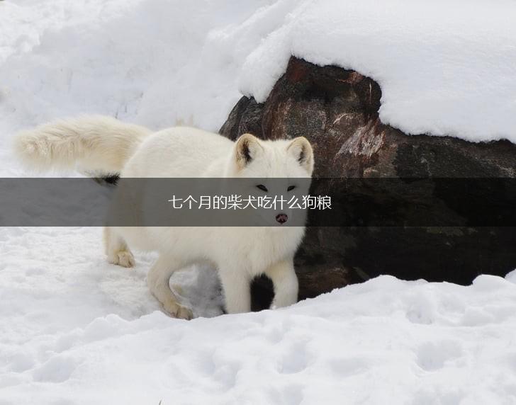 七个月的柴犬吃什么狗粮,第1张