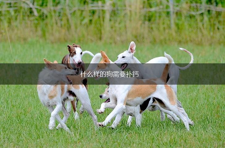 什么样的狗需要补钙,第1张