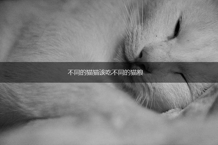 不同的猫猫该吃不同的猫粮,第1张