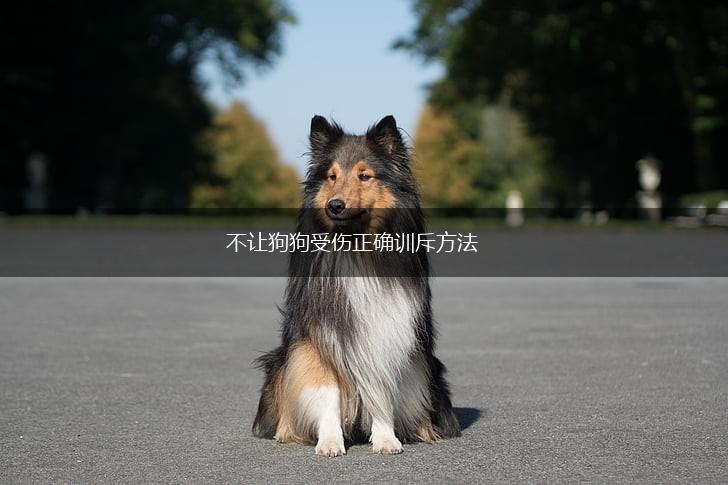 不让狗狗受伤正确训斥方法,第1张
