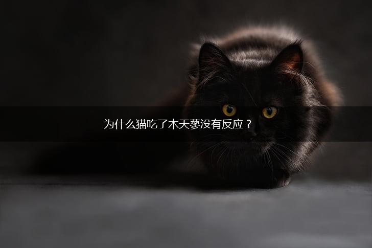 为什么猫吃了木天蓼没有反应？,第1张