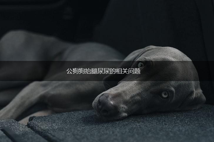 公狗狗抬腿尿尿的相关问题,第1张