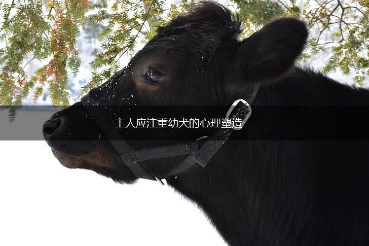 主人应注重幼犬的心理塑造,第1张