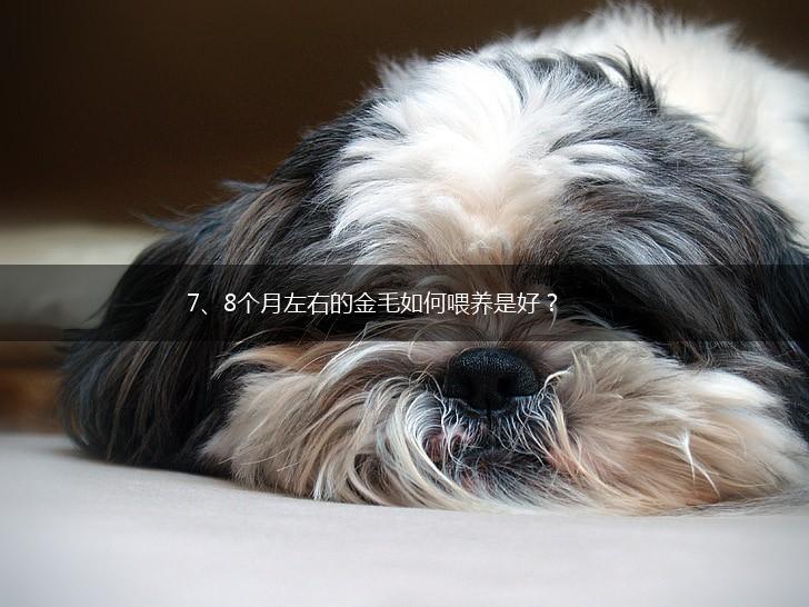 7、8个月左右的金毛如何喂养是好？,第1张