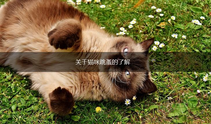 关于猫咪跳蚤的了解,第1张