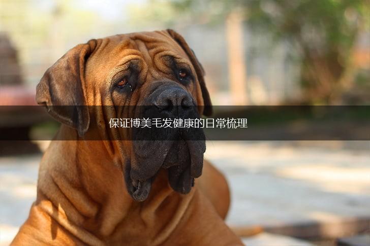 保证博美毛发健康的日常梳理,第1张