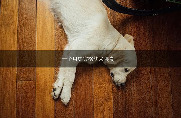 一个月史宾格幼犬喂食,第1张