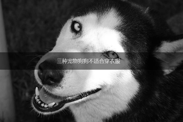 三种宠物狗狗不适合穿衣服,第1张