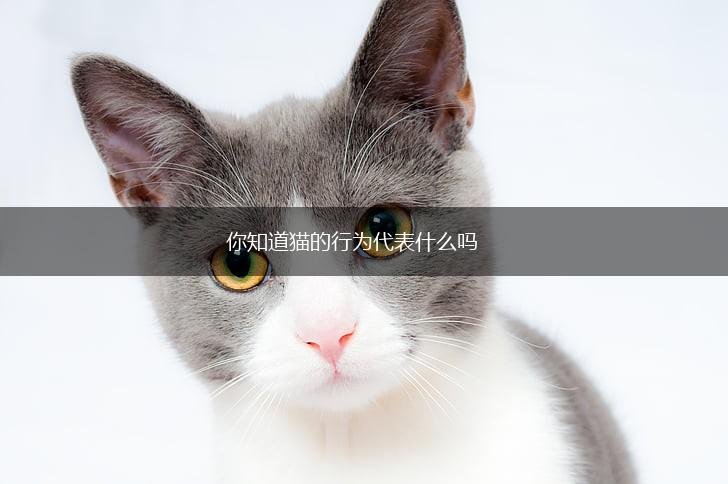 你知道猫的行为代表什么吗,第1张