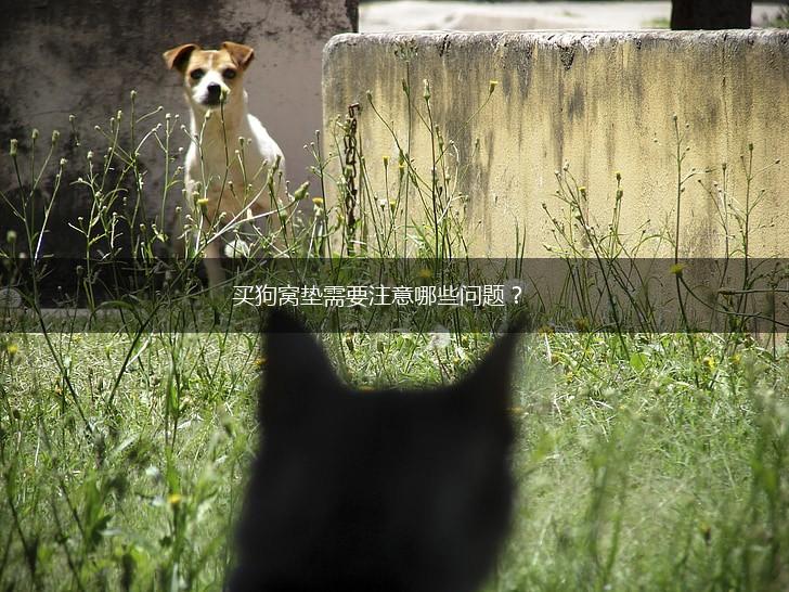 买狗窝垫需要注意哪些问题？,第1张