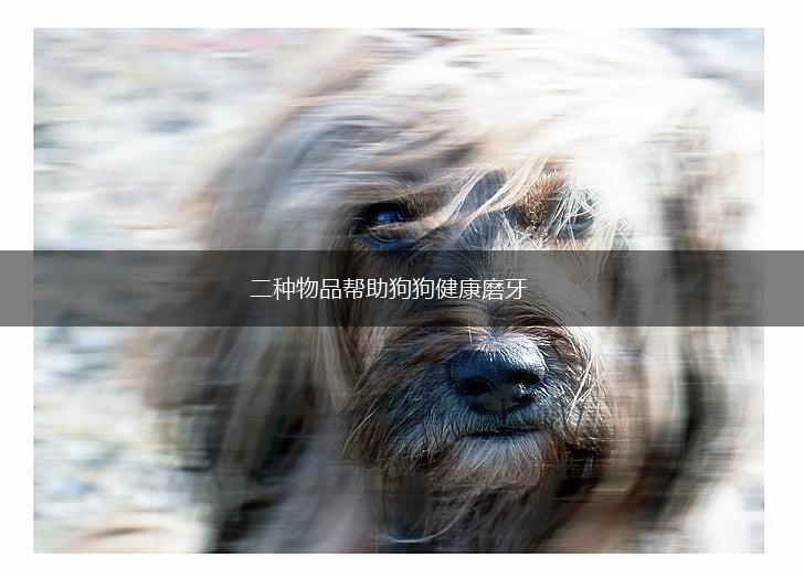 二种物品帮助狗狗健康磨牙,第1张