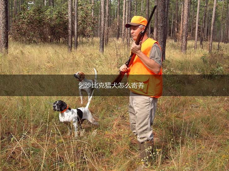 乞沙比克猎犬怎么寄养,第1张