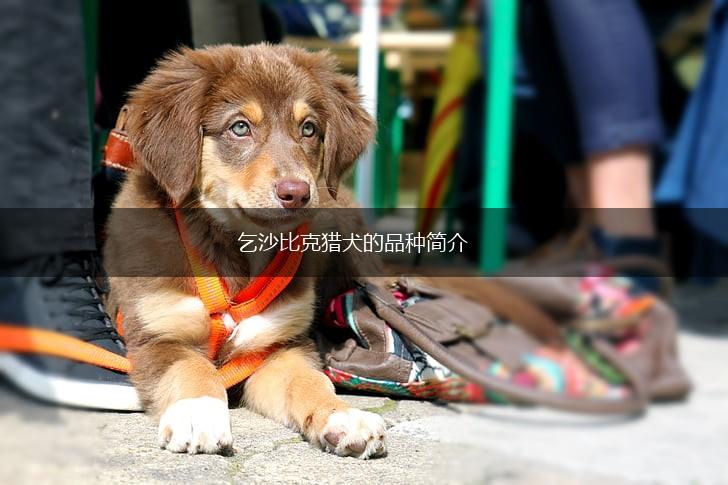 乞沙比克猎犬的品种简介,第1张