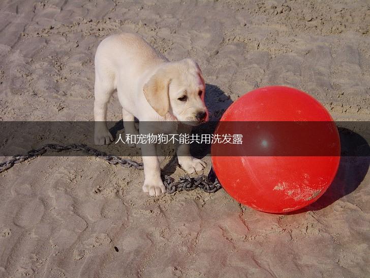 人和宠物狗不能共用洗发露,第1张