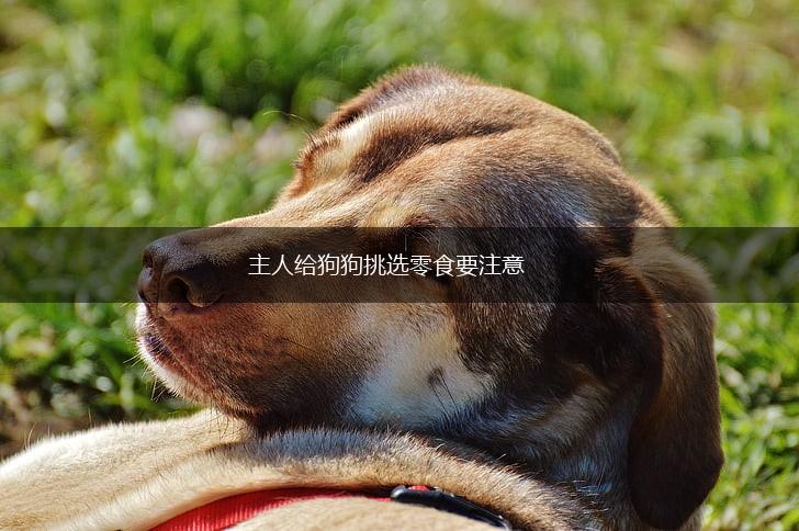 主人给狗狗挑选零食要注意,第1张